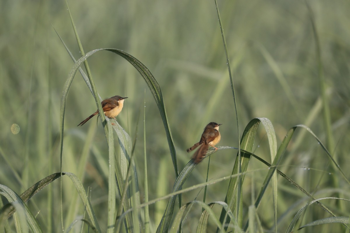 Ashy Prinia - ML638886278