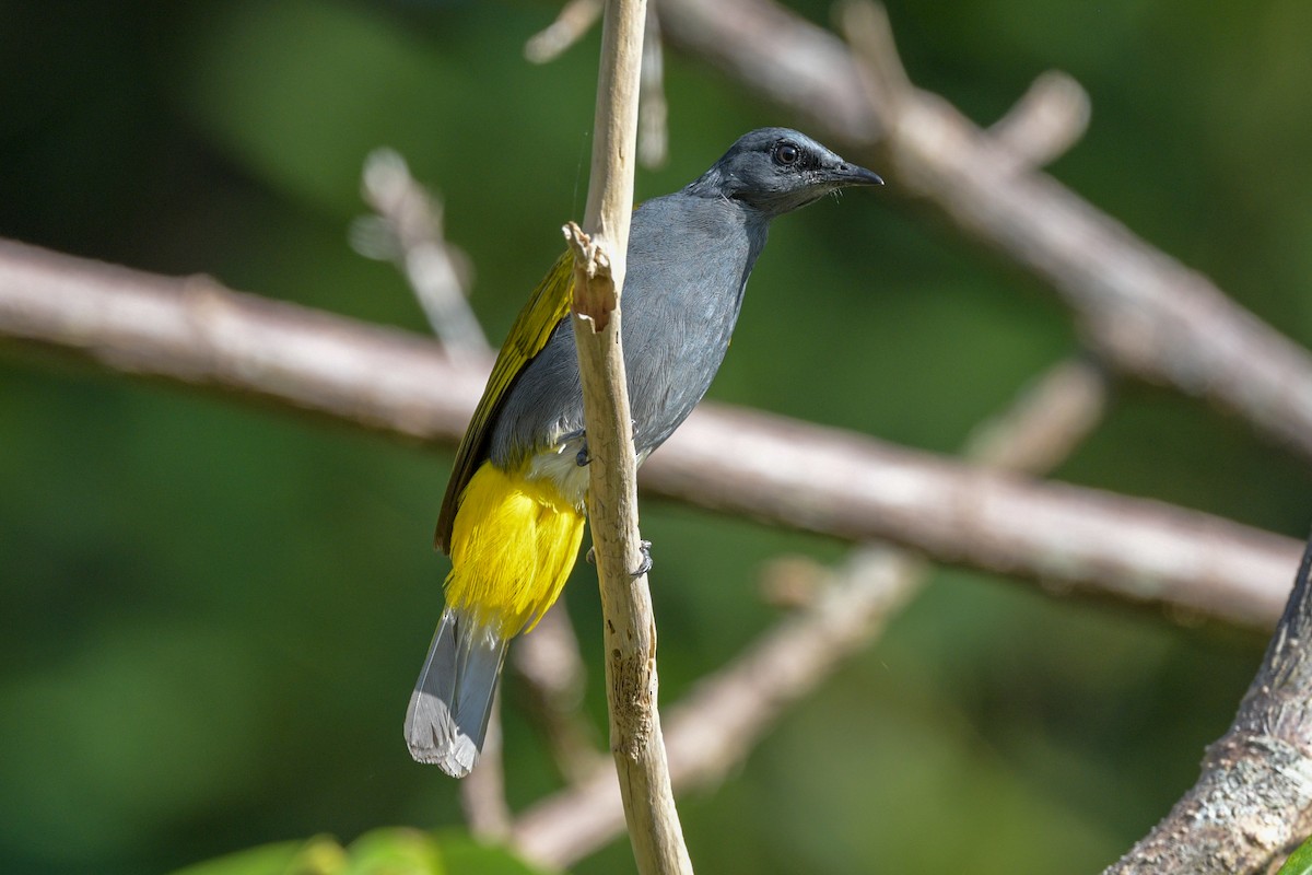 Gri-Mavi Karınlı Arapbülbülü - ML638886299