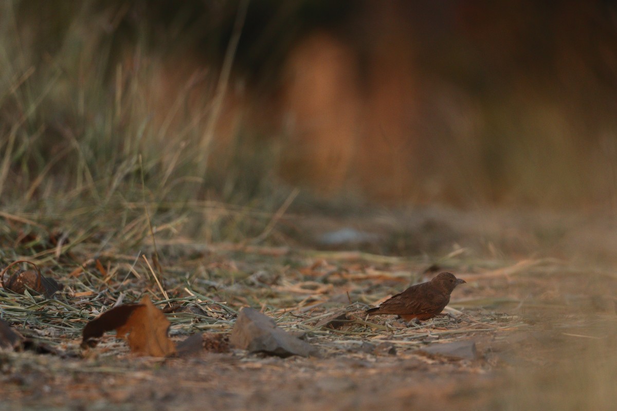 Rufous-tailed Lark - ML638886315