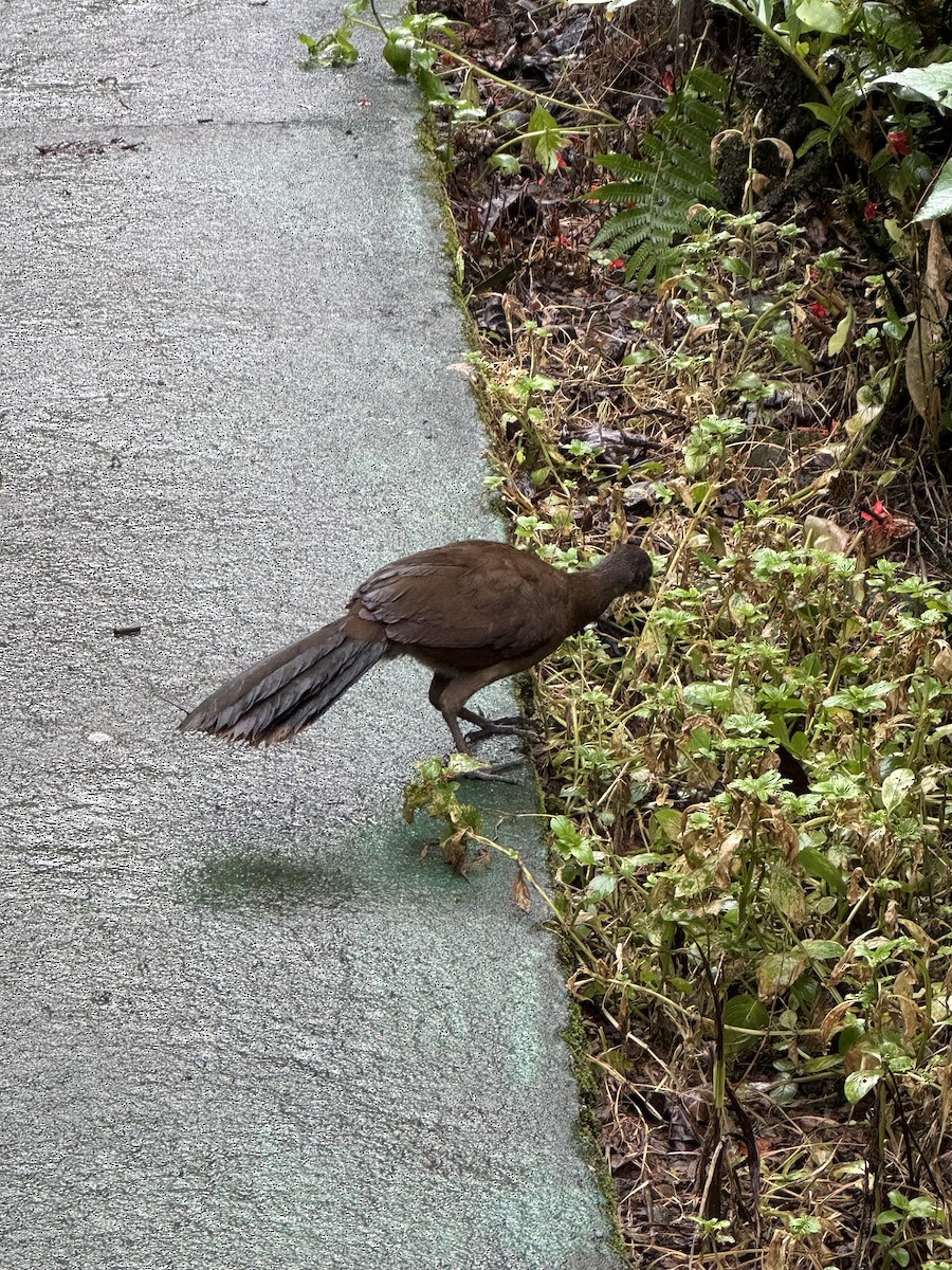Gray-headed Chachalaca - ML638886316