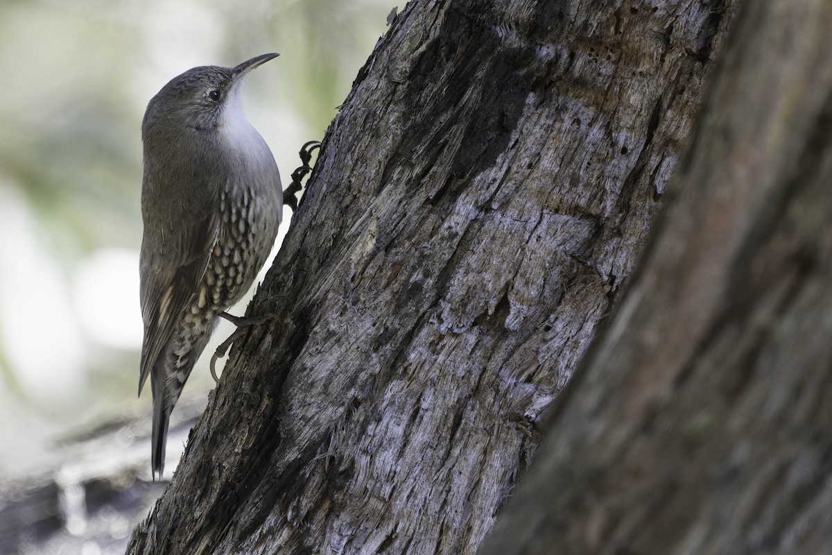 White-throated Treecreeper - ML638886330