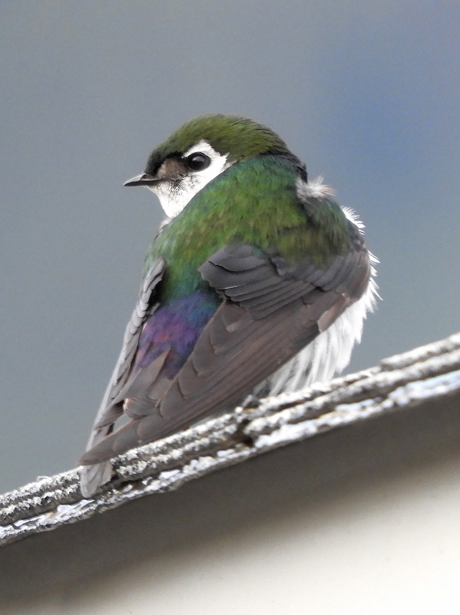 Violet-green Swallow - ML638886411