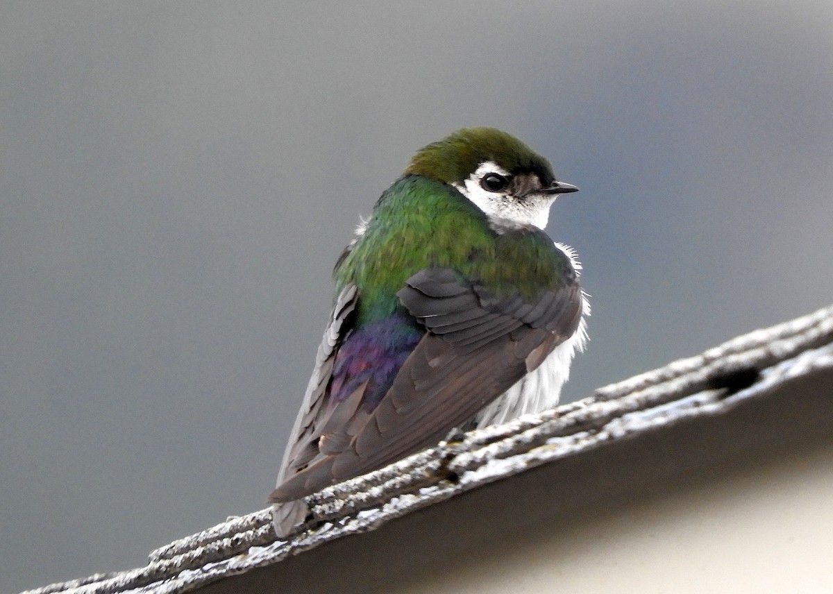 Violet-green Swallow - ML638886413