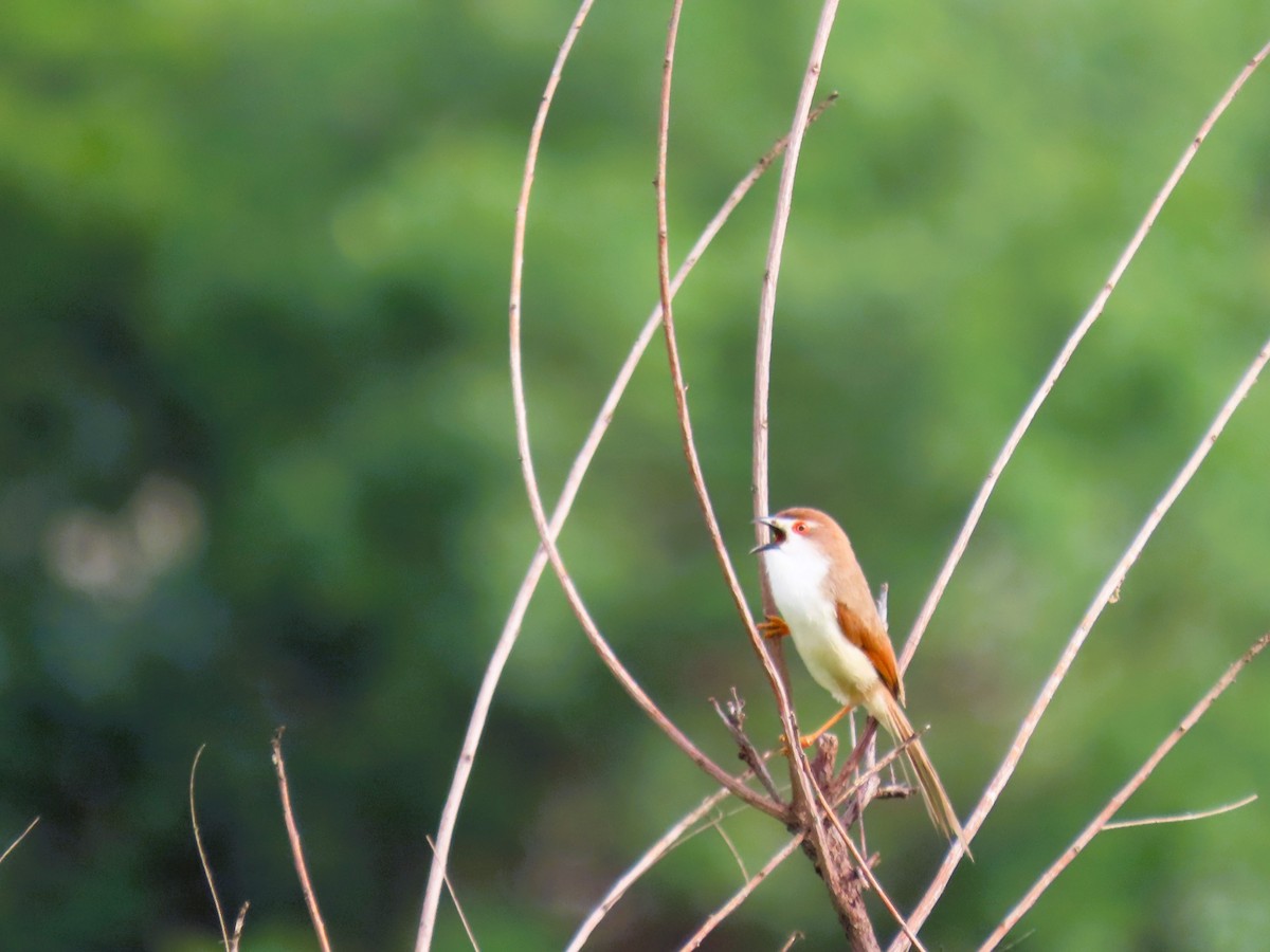 Yellow-eyed Babbler - ML638886431