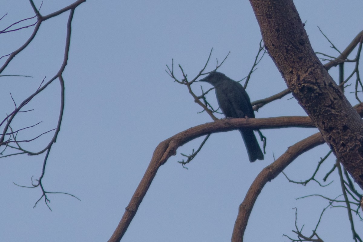 Blackish Cuckooshrike - ML638886457