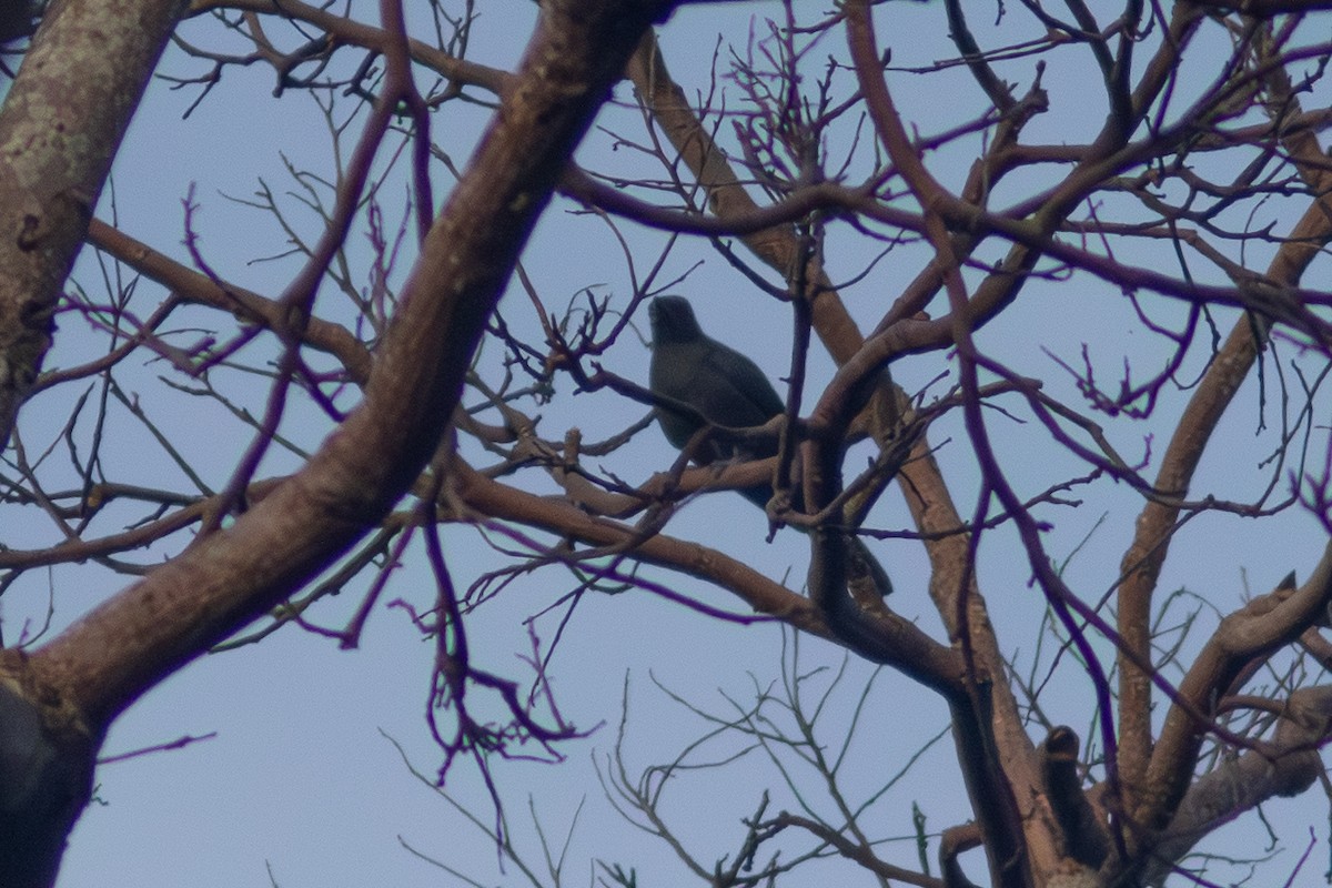 Blackish Cuckooshrike - ML638886458