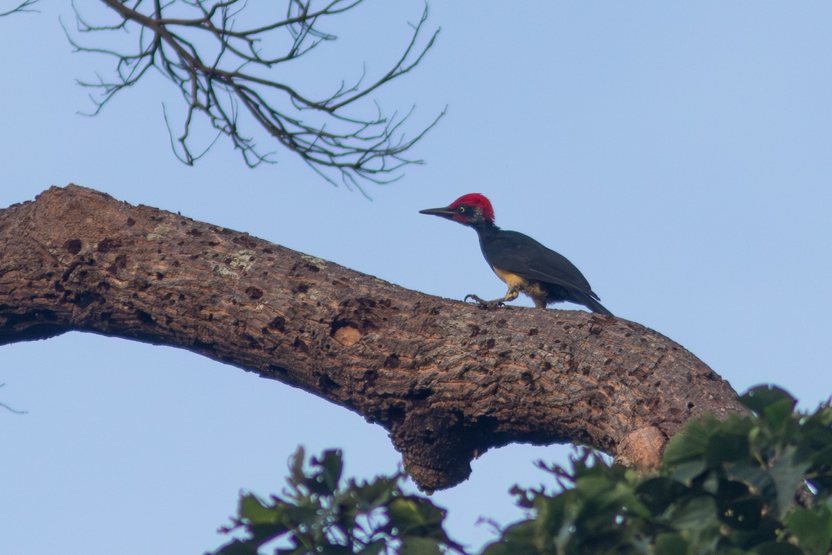 White-bellied Woodpecker - ML638886459