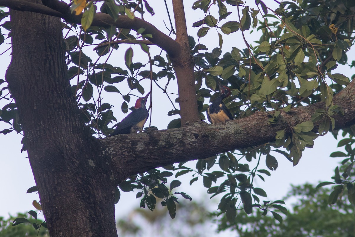 White-bellied Woodpecker - ML638886460