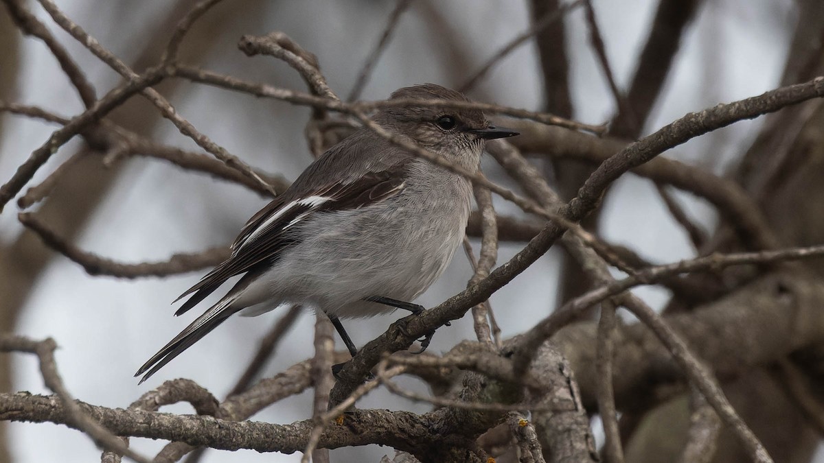 Hooded Robin - ML638886516