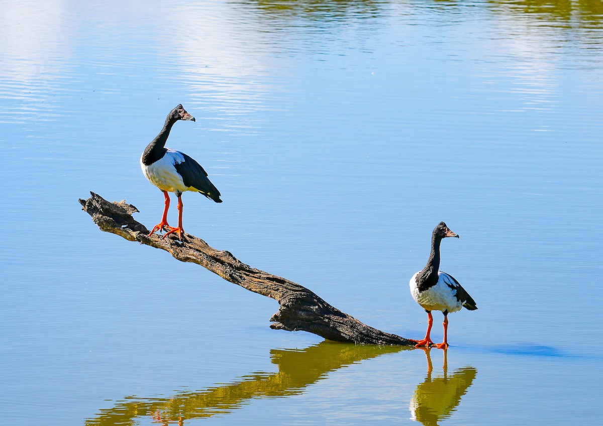 husovec strakatý - ML638886519