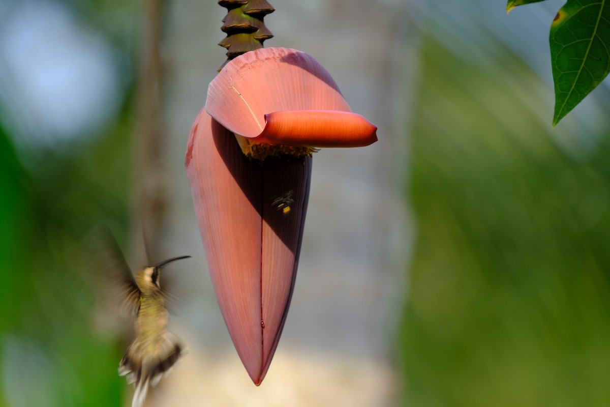 Pale-bellied Hermit - ML638886575