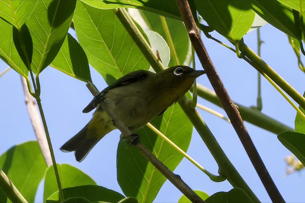 Warbling White-eye - ML638886700