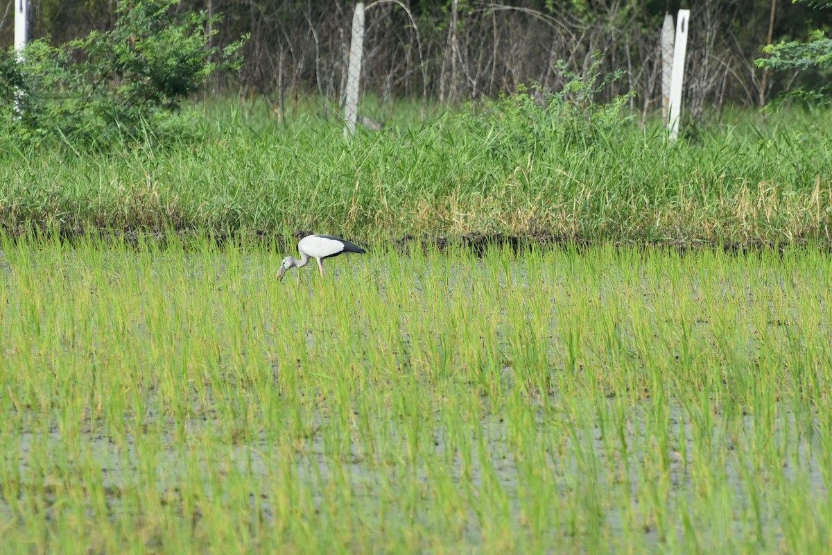 Asian Openbill - ML638886727