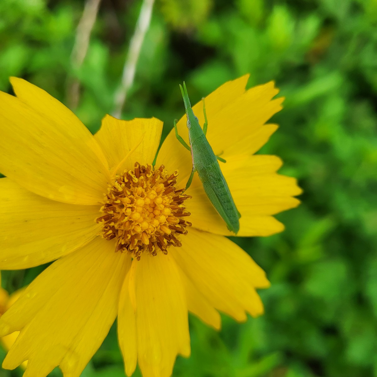 Insects - ML638886730