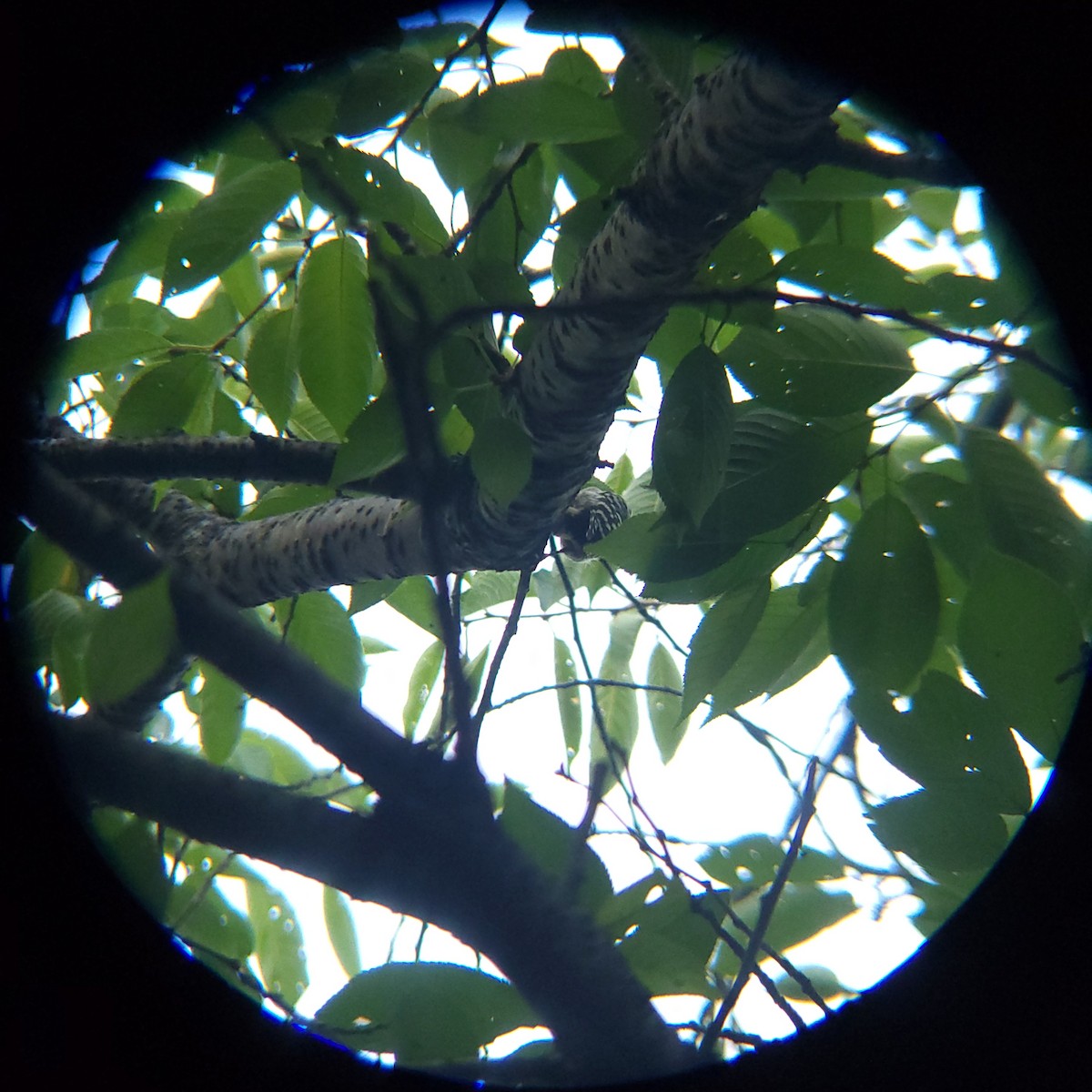 Japanese Pygmy Woodpecker - ML638886759