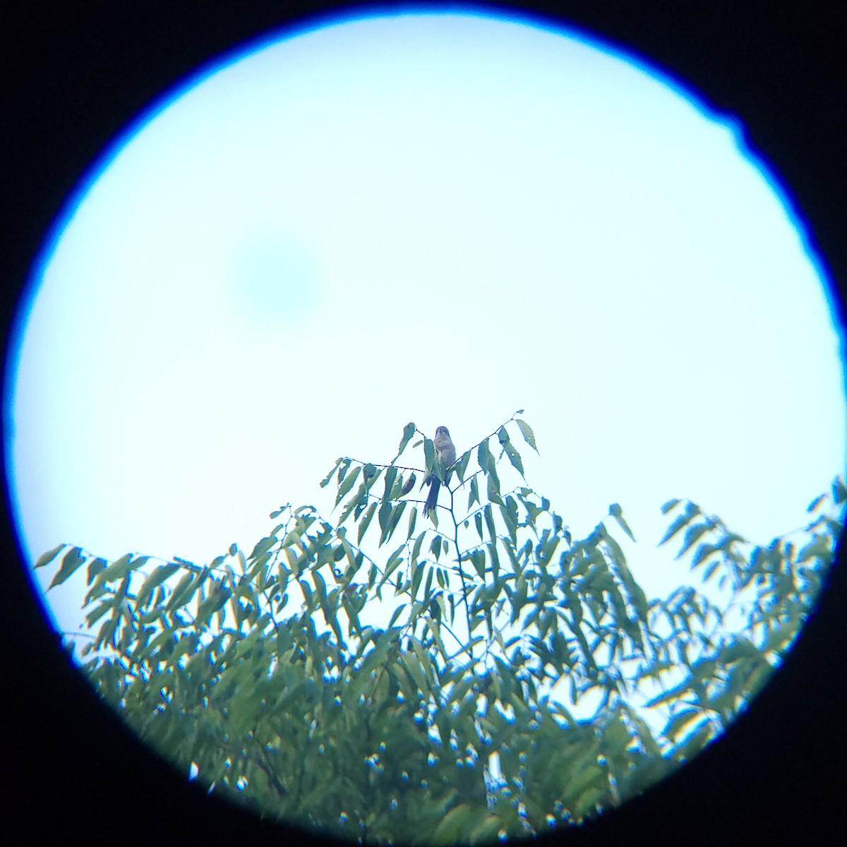 Bull-headed Shrike - ML638886771