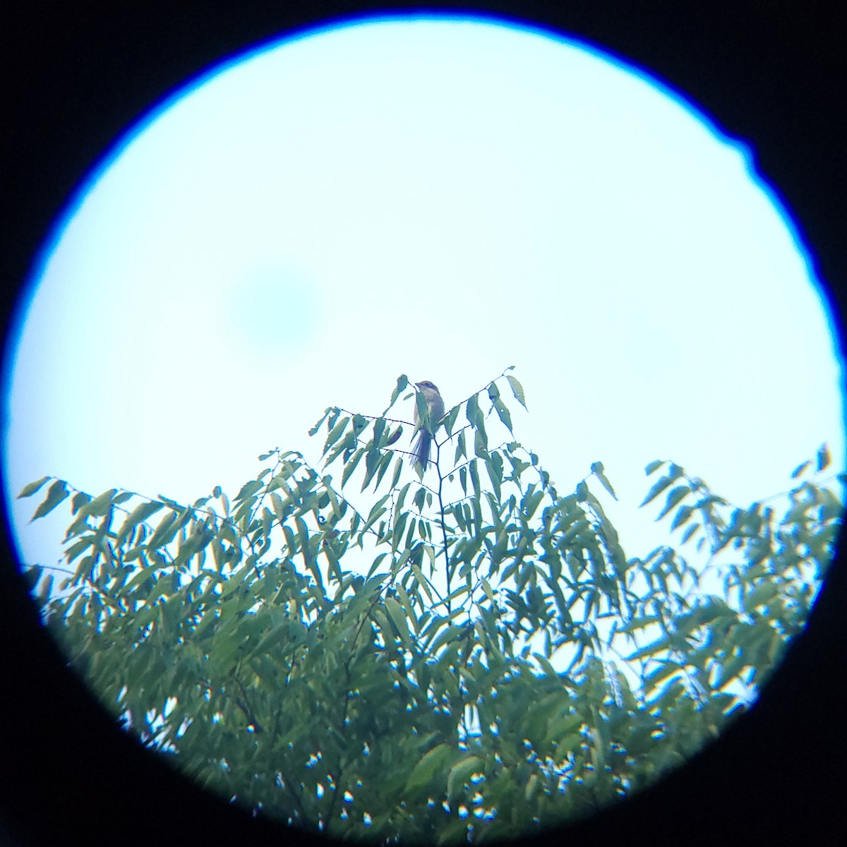 Bull-headed Shrike - ML638886772