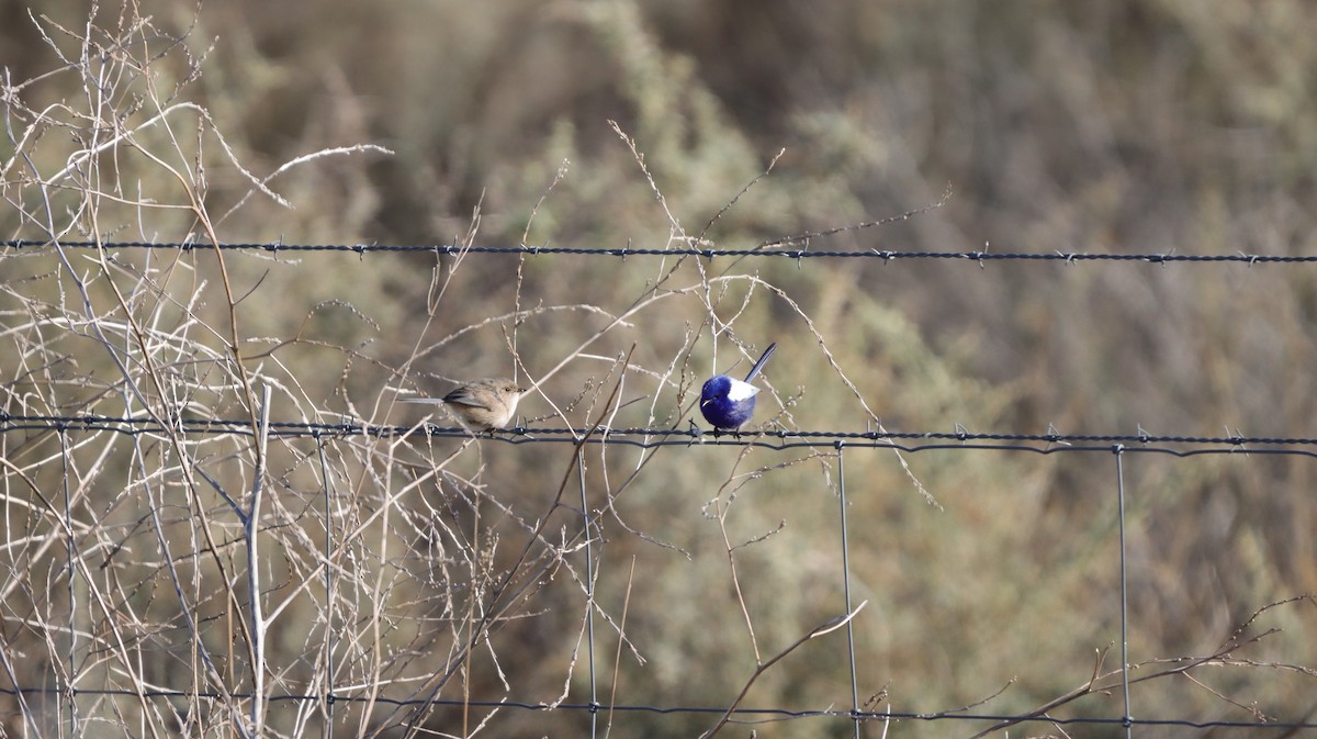 White-winged Fairywren - ML638886773