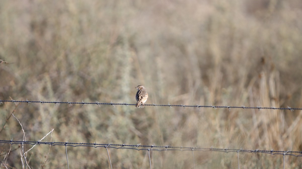 Singing Bushlark (Australasian) - ML638886797