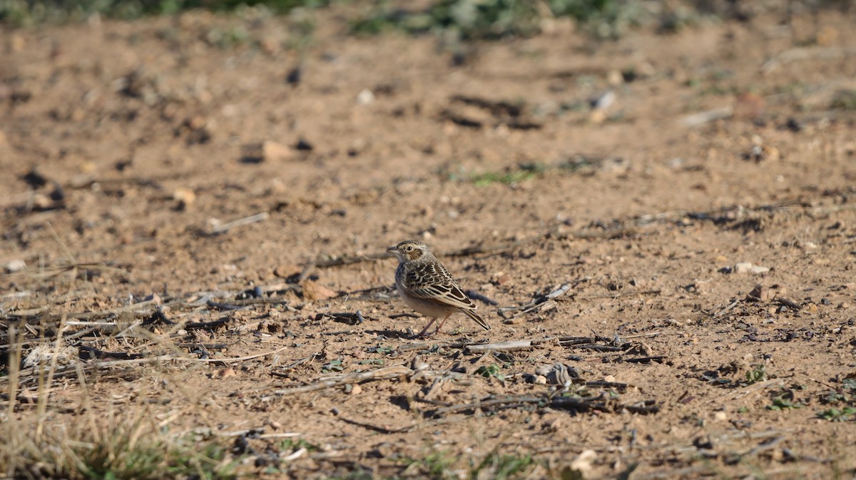 Singing Bushlark (Australasian) - ML638886799