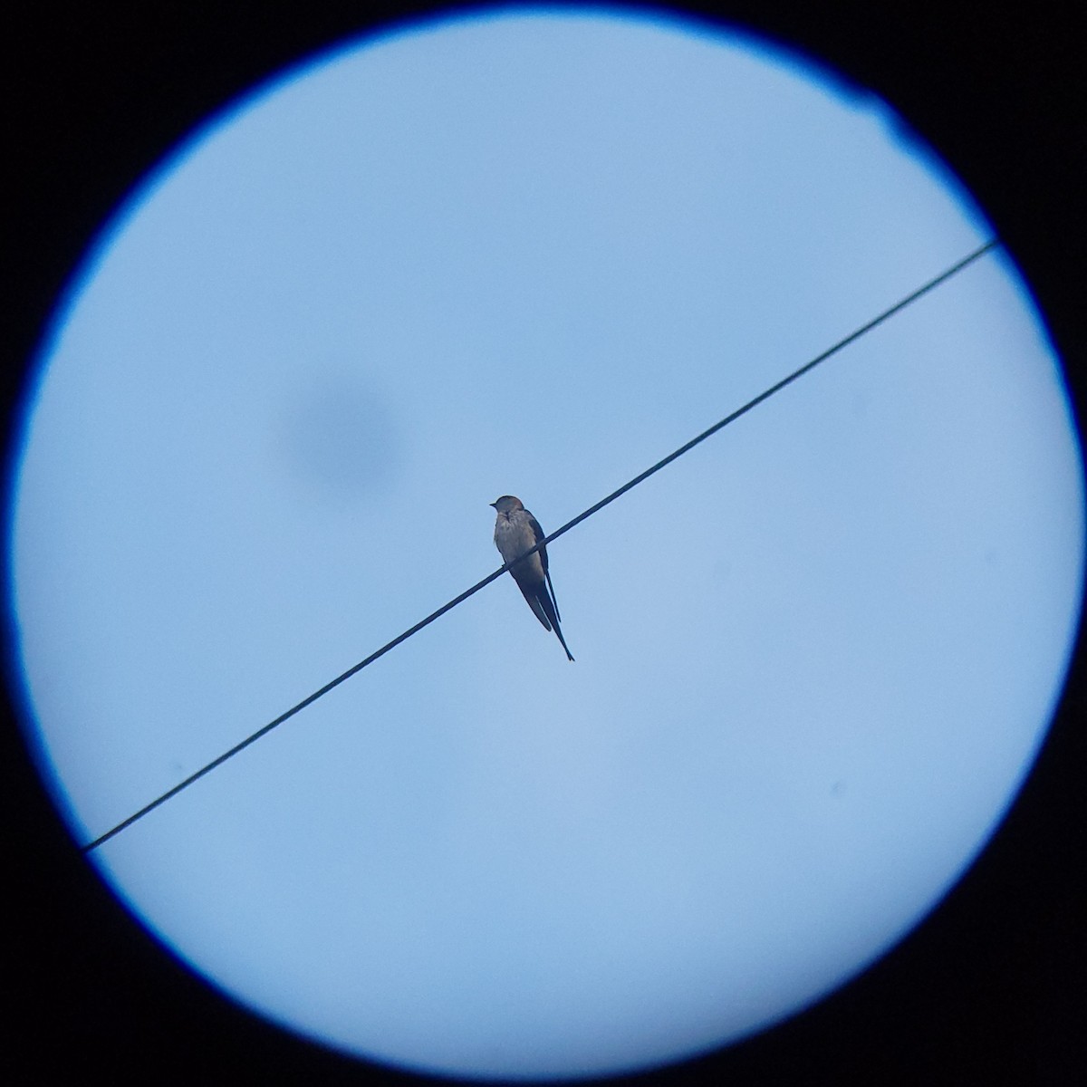 Eastern Red-rumped Swallow (Daurian) - ML638886800