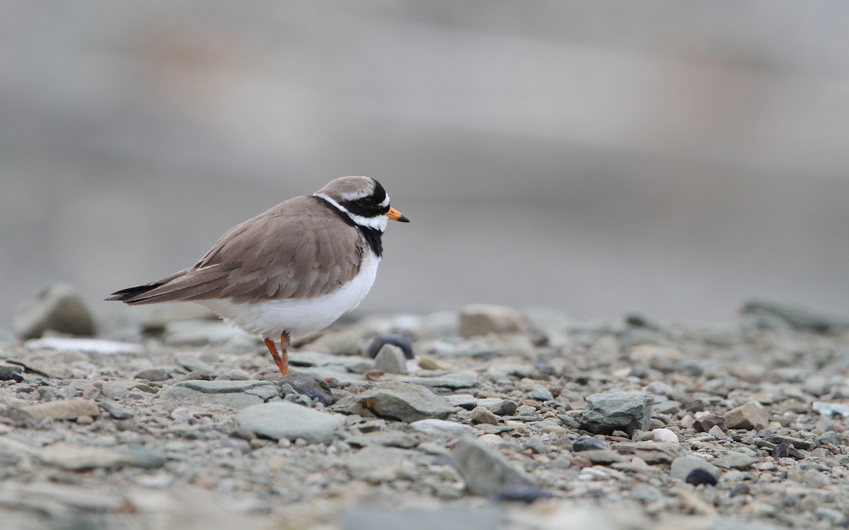 Common Ringed Plover - ML63888681