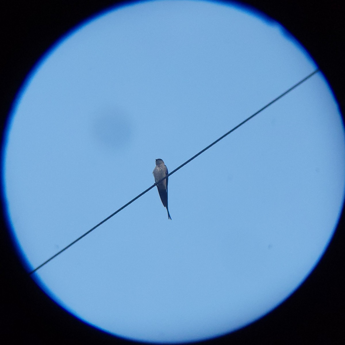 Eastern Red-rumped Swallow (Daurian) - ML638886812