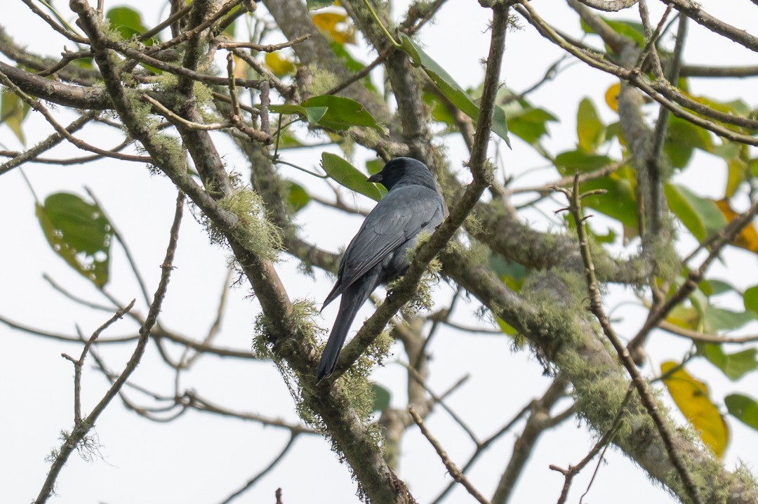 Wallacean Cuckooshrike - ML638886861