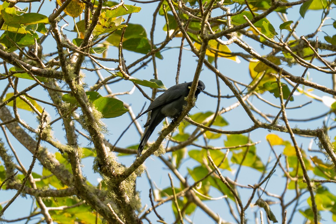 Wallacean Cuckooshrike - ML638886863