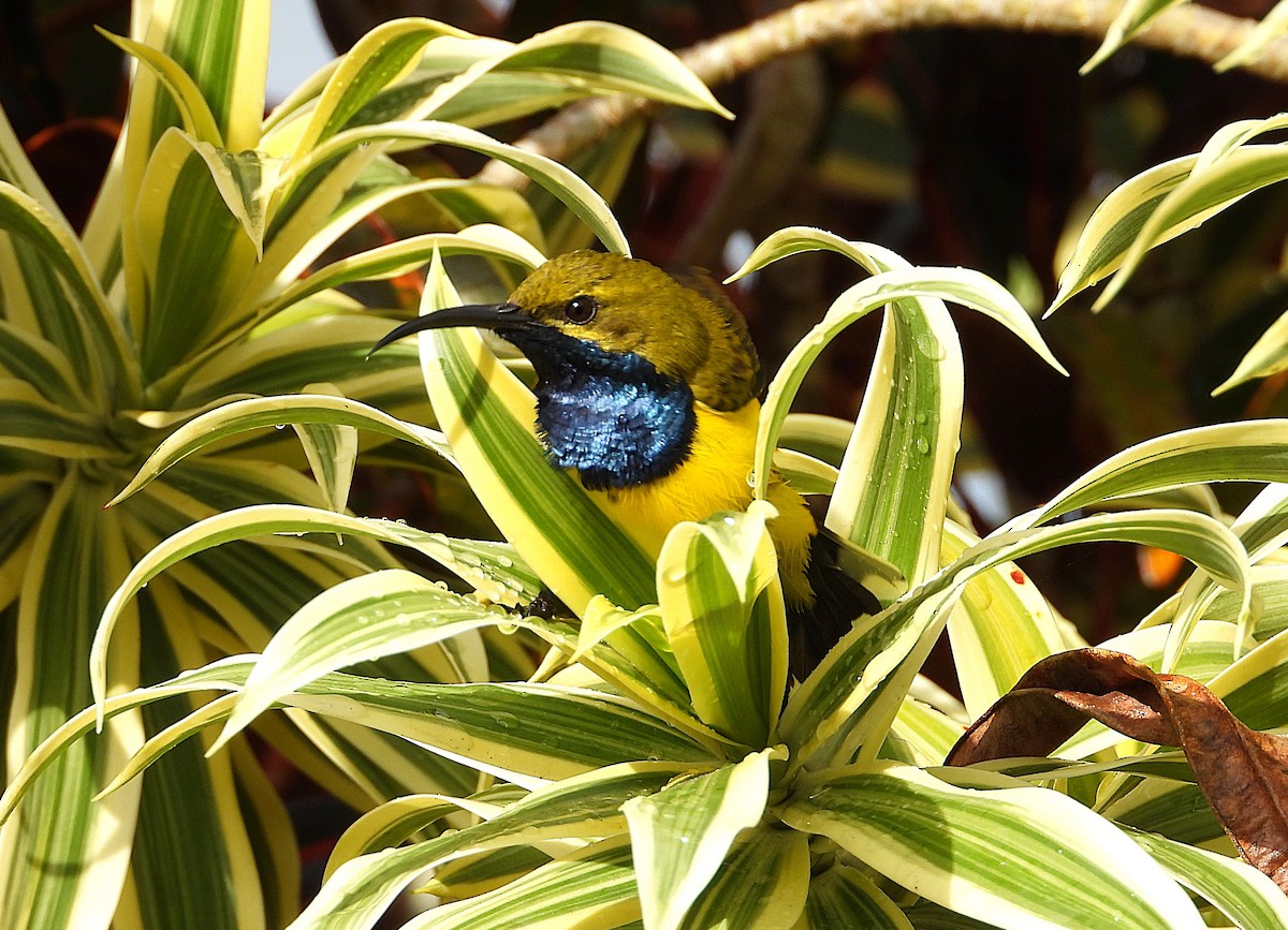 Sahul Sunbird - ML638886884