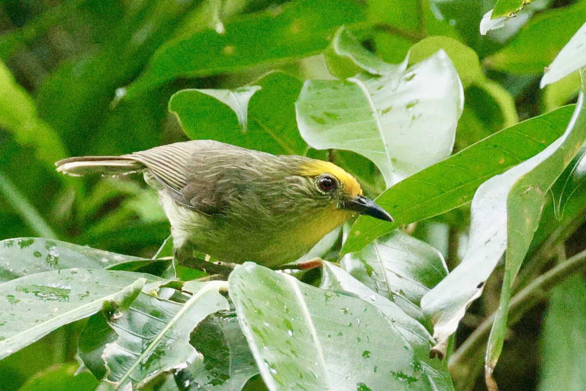 Golden-crowned Babbler - ML638886886