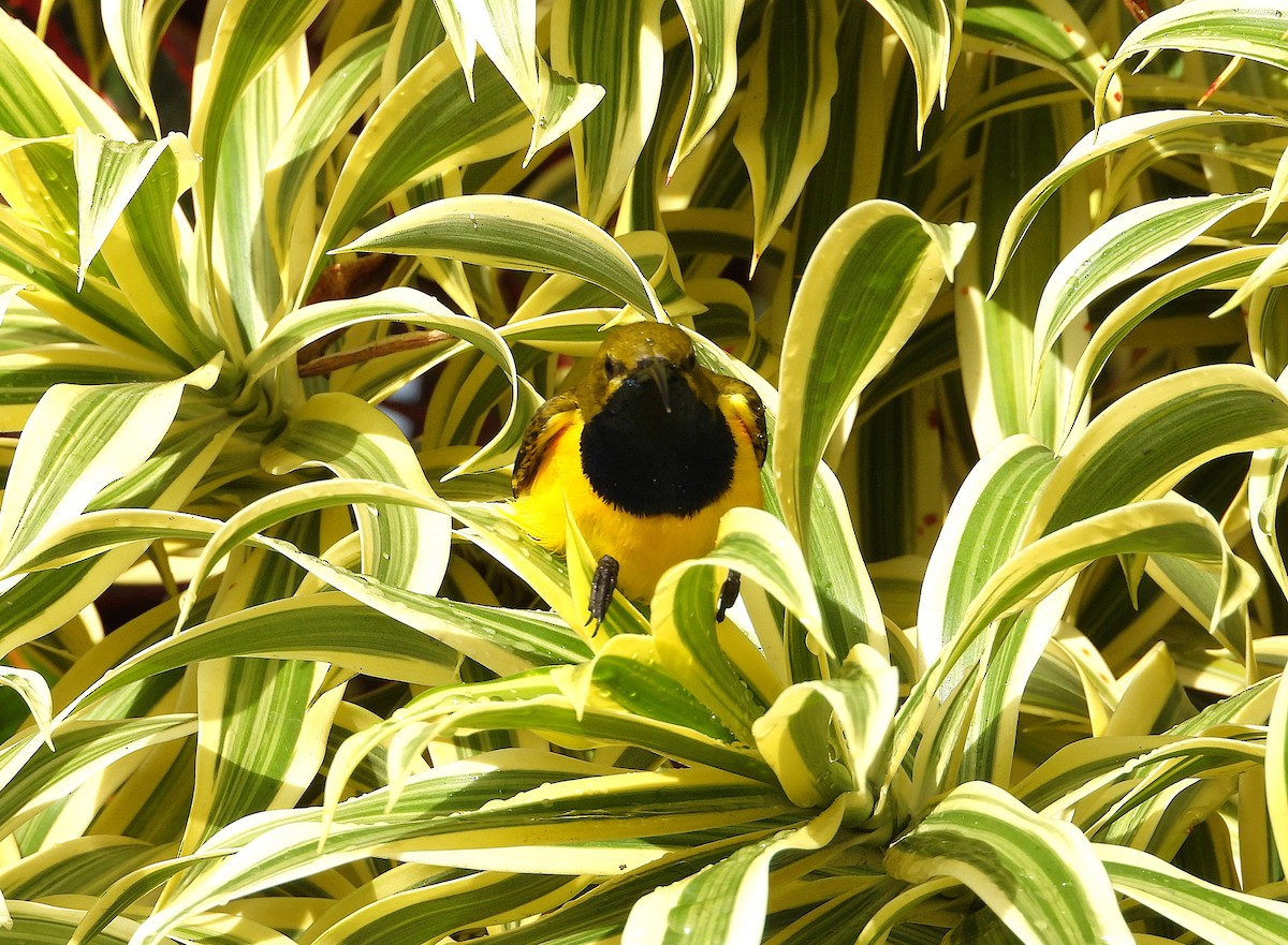 Sahul Sunbird - ML638886887