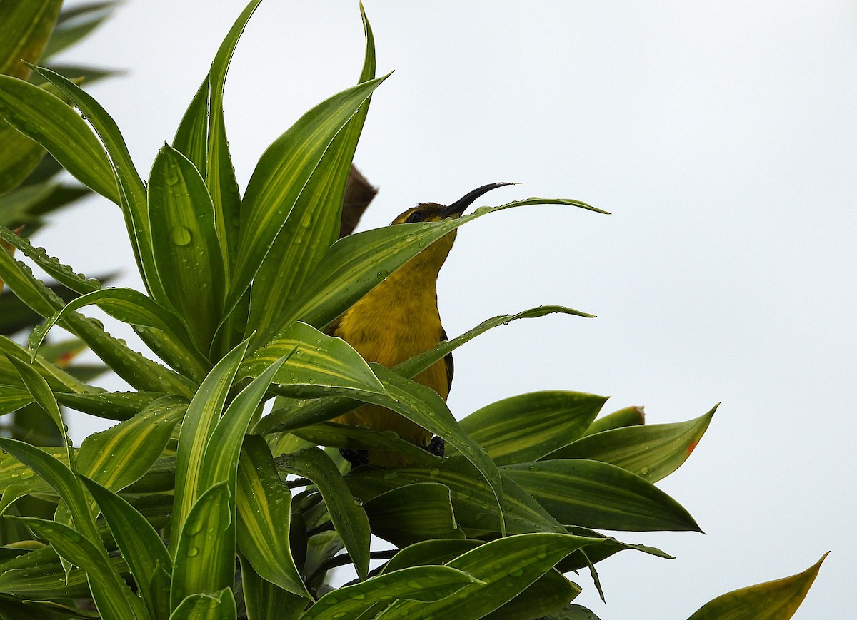 Sahul Sunbird - ML638886888
