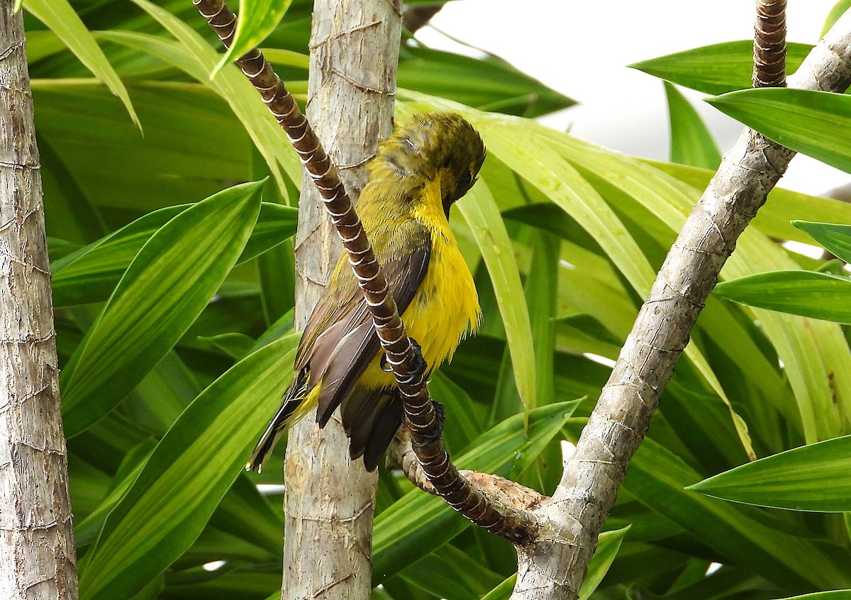 Sahul Sunbird - ML638886890