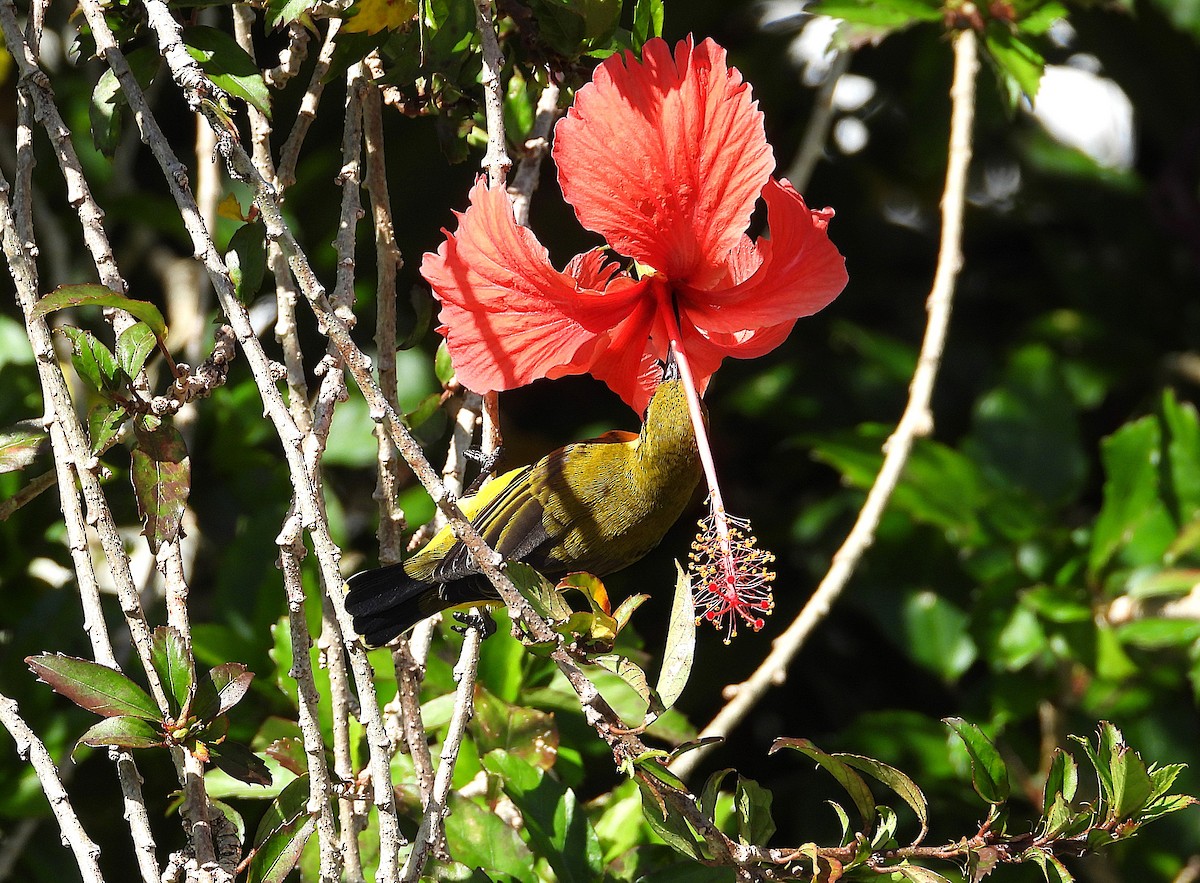 Sahul Sunbird - ML638886892