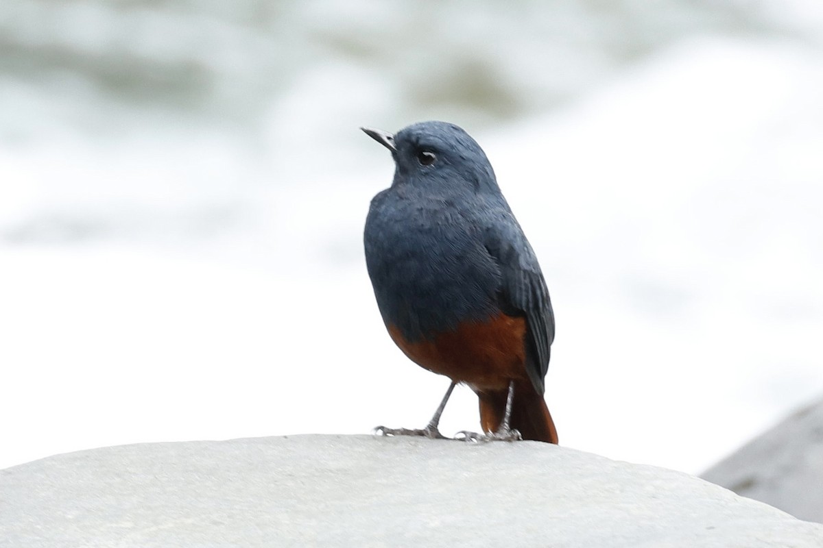 Luzon Redstart - ML638886923