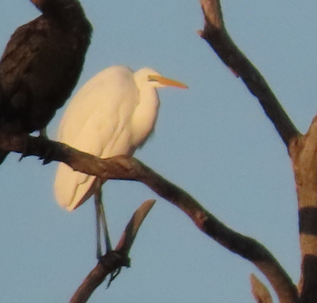 Plumed Egret - ML638886957