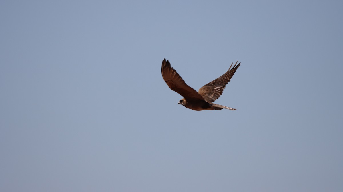 Faucon bérigora - ML638886970