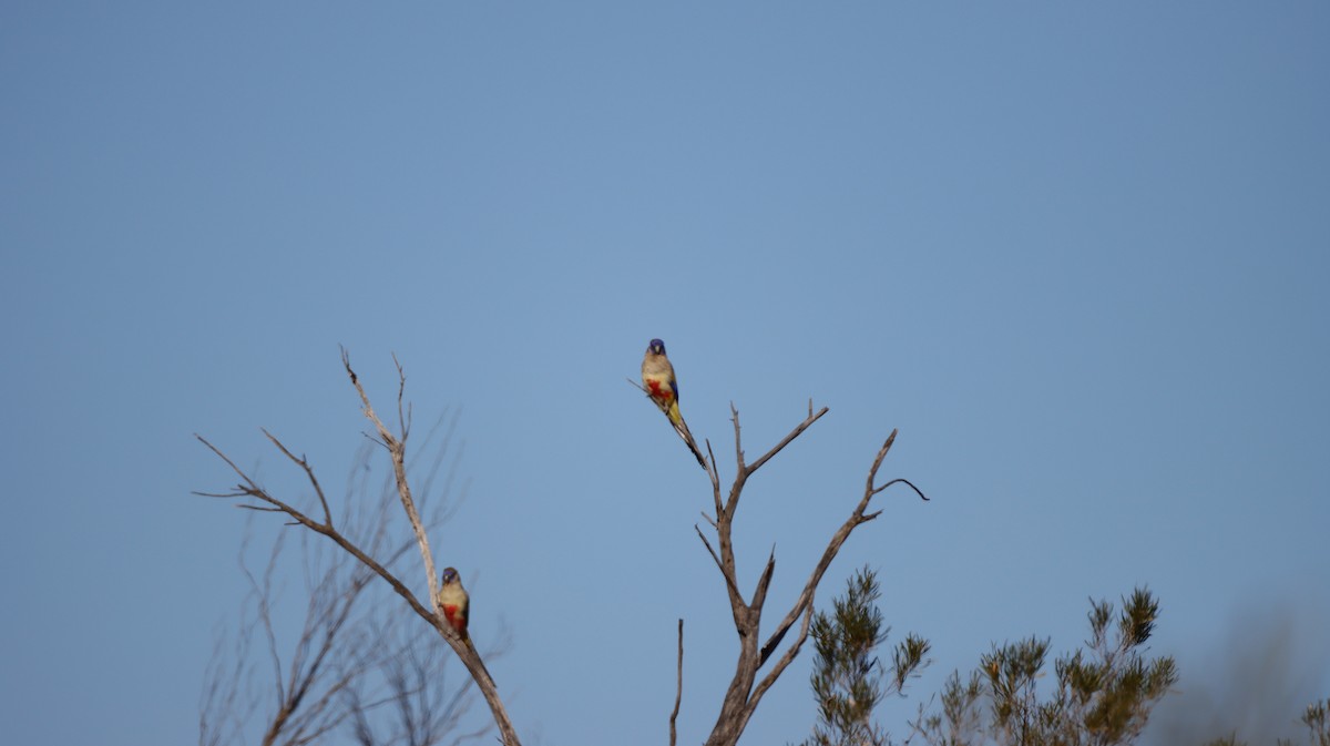 Perruche à bonnet bleu (haematogaster/pallescens) - ML638886980