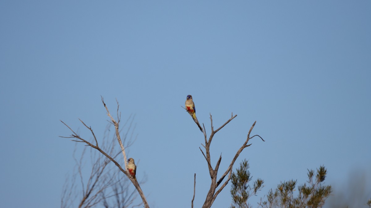 Perruche à bonnet bleu (haematogaster/pallescens) - ML638886981
