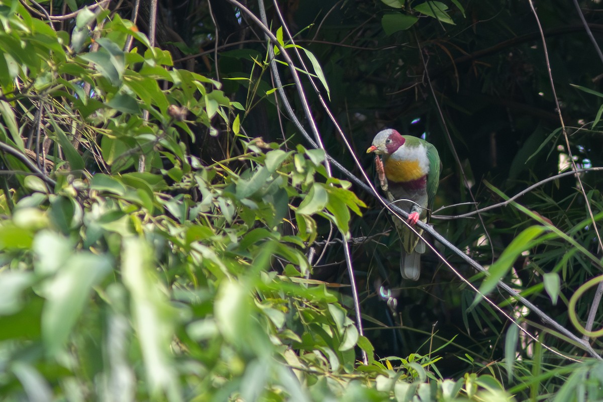 Yellow-breasted Fruit-Dove - ML638886992