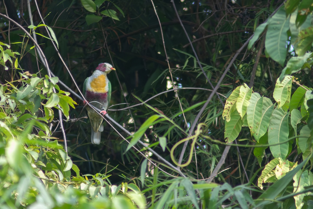 Yellow-breasted Fruit-Dove - ML638886993