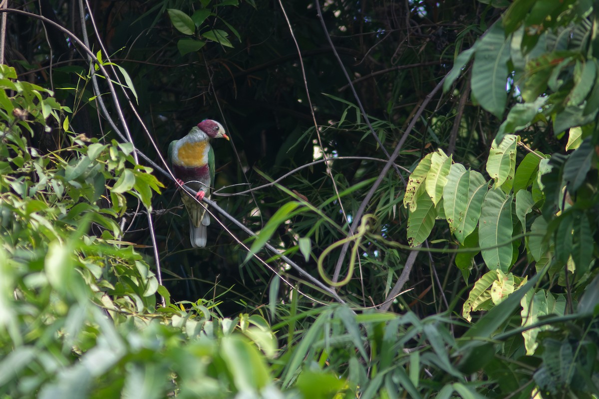 Yellow-breasted Fruit-Dove - ML638886994