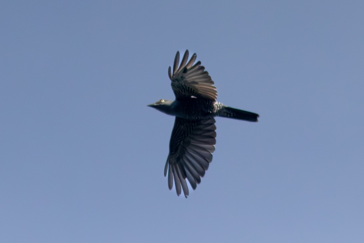 Bar-bellied Cuckooshrike - ML638886996