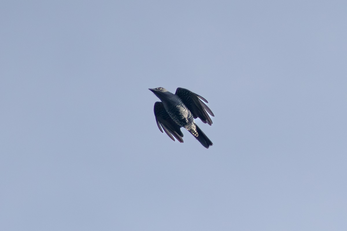 Bar-bellied Cuckooshrike - ML638886997