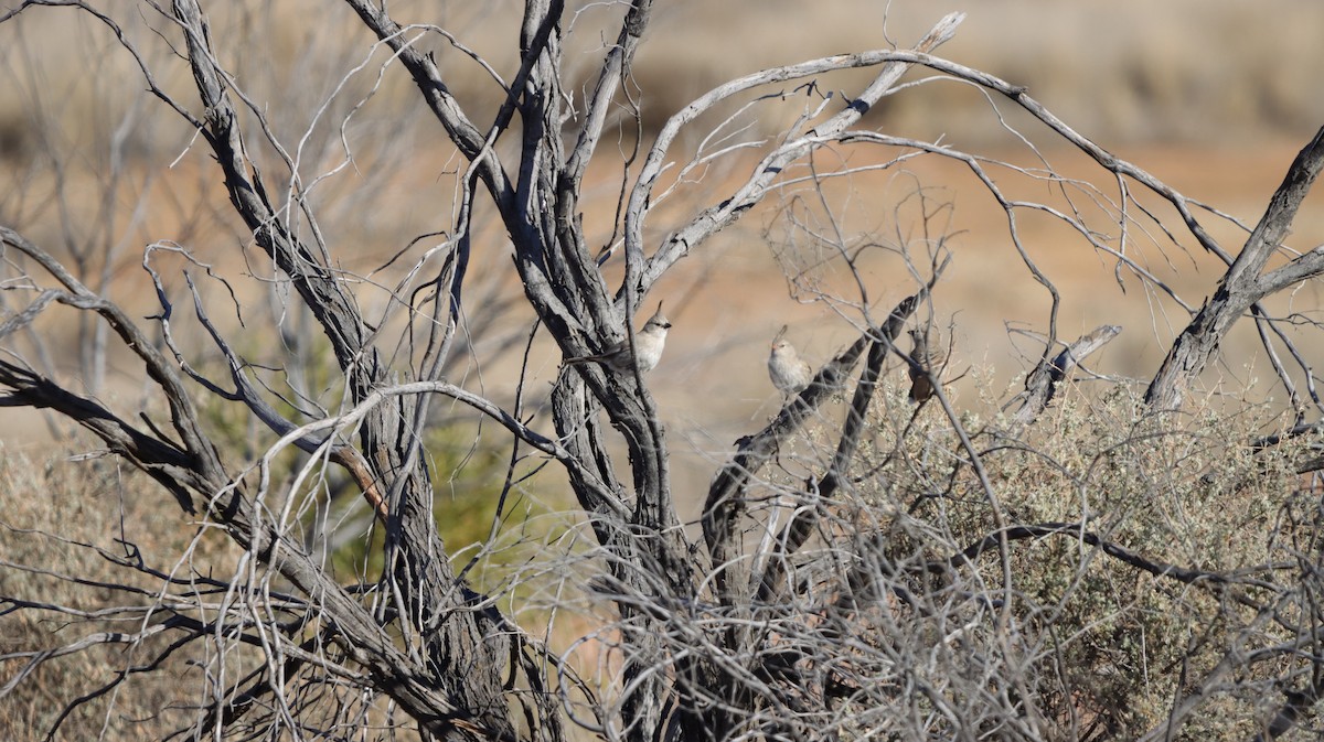 Psophode babillard - ML638886999