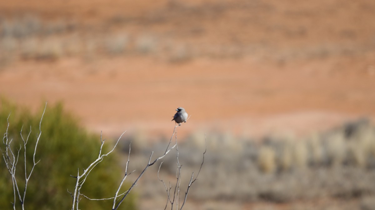 Langrayen gris - ML638887016