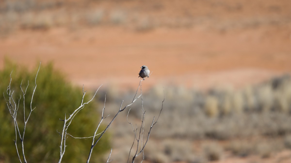 Langrayen gris - ML638887017