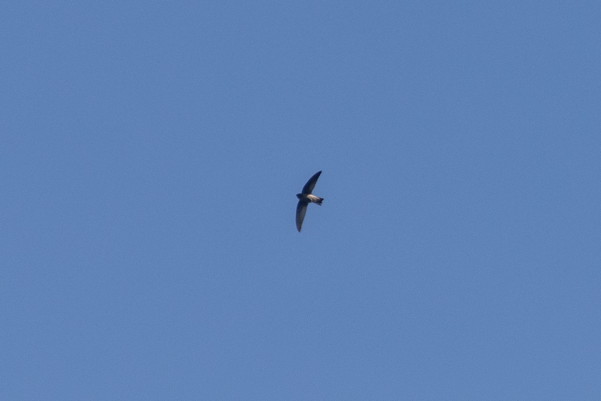 Ameline Swiftlet - ML638887051