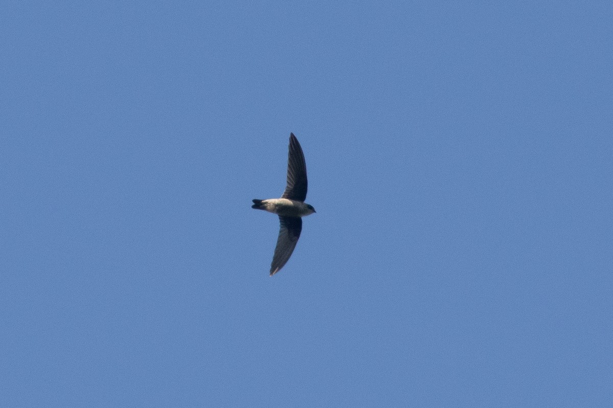 Ameline Swiftlet - ML638887052